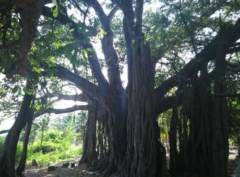 Low angle view of trees in forest