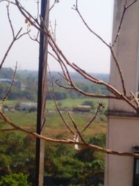 Close-up of branches against sky