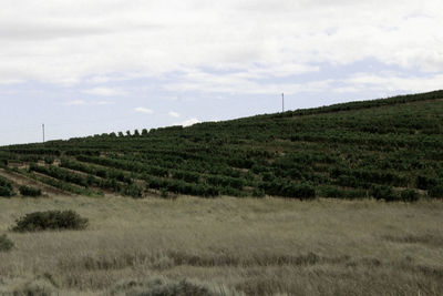 Scenic view of field against cloudy sky