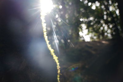 Low angle view of sunlight streaming through trees in forest