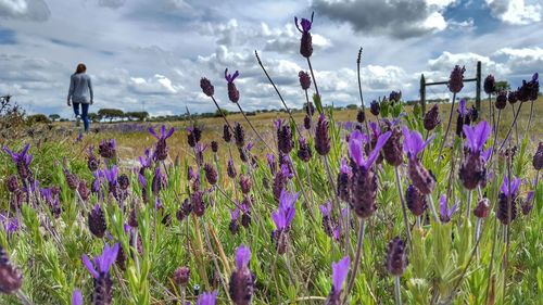 Plants growing on field against cloudy sky