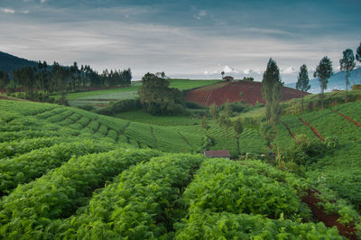 The mustard fields are in the mountains on a beautiful morning