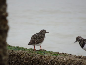 Bird perching on a rock