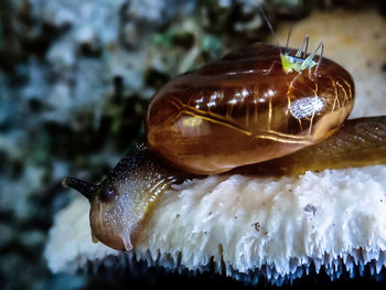 Close-up of snail on sea