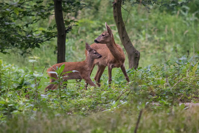 View of an animal on field