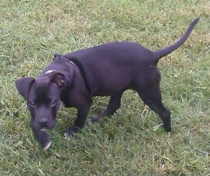 Portrait of dog on grassy field
