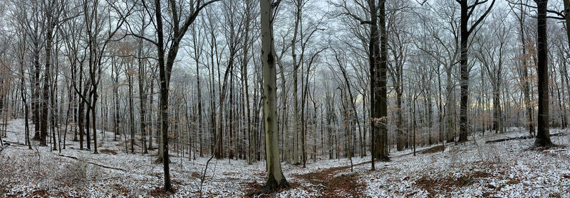 Bare trees in forest during winter