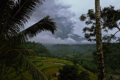 Scenic view of palm trees on field against sky