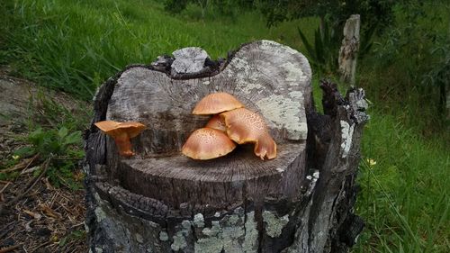 Close-up overhead view of mushrooms on field