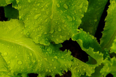 Full frame shot of wet leaves