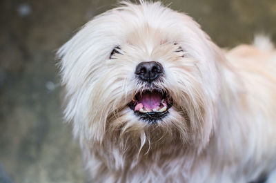 Close-up portrait of dog