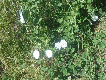 plant