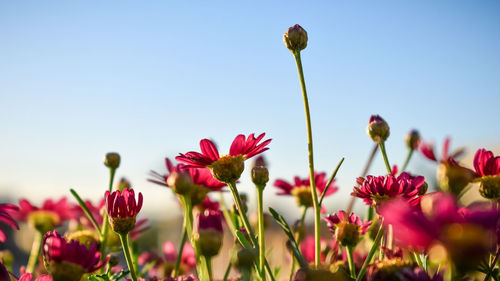 Close-up of pink flowering plants against sky