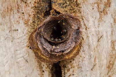 Close-up of rusty horse