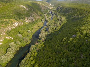 High angle view of river amidst trees