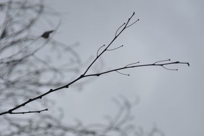 Low angle view of branches against sky