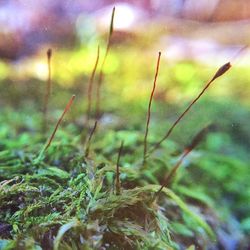 Close-up of plant against blurred background
