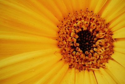 Close-up of yellow flower