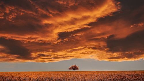 Scenic view of field against sky during sunset