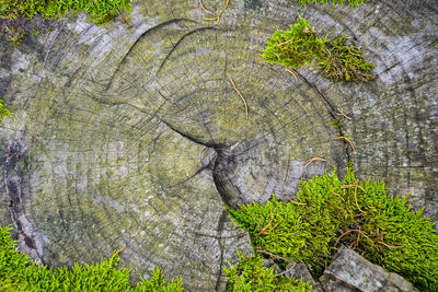 Close-up of tree stump