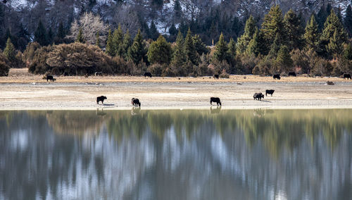 View of horses in lake