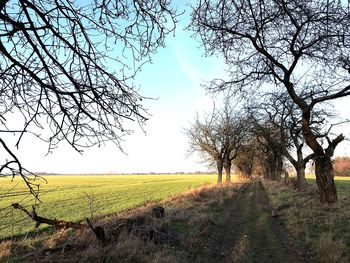 Bare tree on field against sky