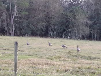Birds perching on grassy field