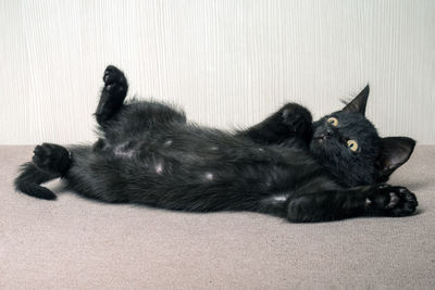 High angle view of black cat lying on floor