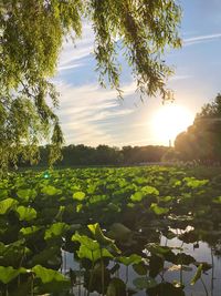 Scenic view of leaves on field against sky during sunset