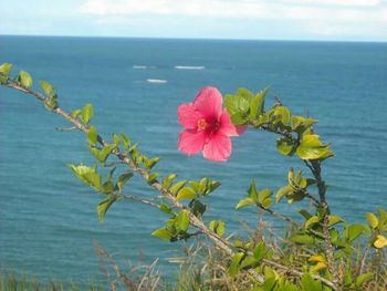 Close-up of flowers in sea