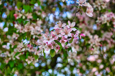 Close-up of pink cherry blossoms in spring