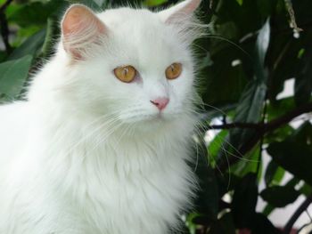 Close-up of white cat
