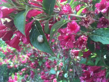 Close-up of pink flowers