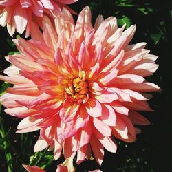 Close-up of flower blooming outdoors