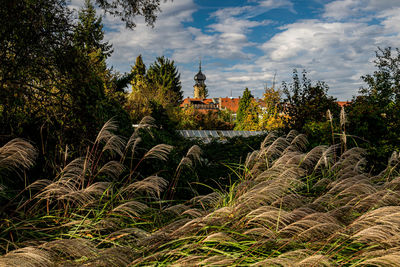 Plants and trees by building against sky