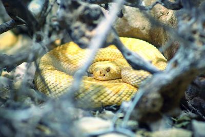 Yellow snake relaxing amidst twigs on field