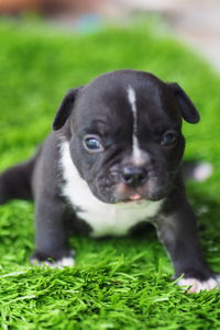 Portrait of dog on field