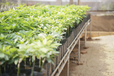 Close-up of plants growing in row