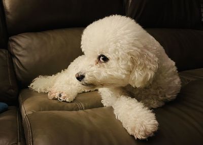 Dog lying on sofa at home