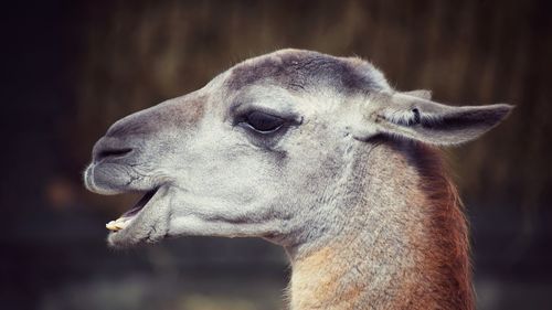 Close-up of llama