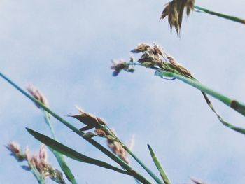 Close-up low angle view of plant against sky