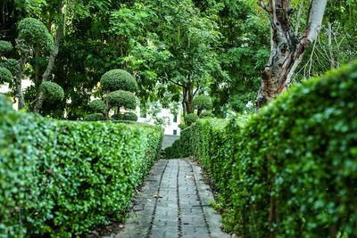 Footpath amidst trees in park
