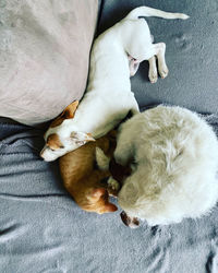 High angle view of dog sleeping