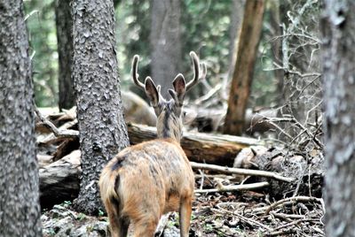 Deer in a forest