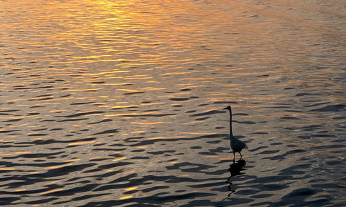 High angle view of bird in lake