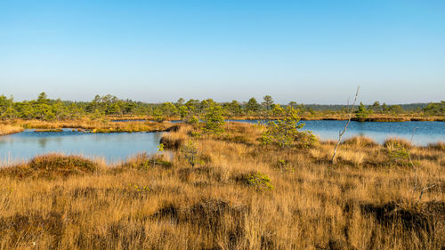 Blue sky is reflected in a calm bog lake, bog pines surround the lake shore, bog-specific plants