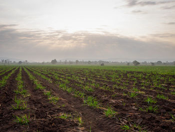 Scenic view of agricultural field against sky