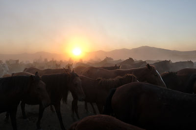 Scenic view of desert against sky during sunset