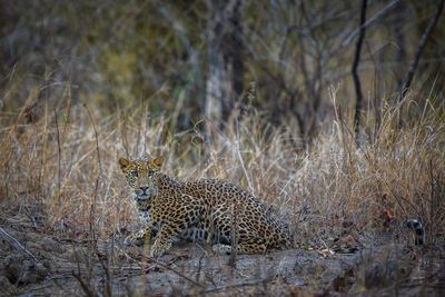 View of a cat on field