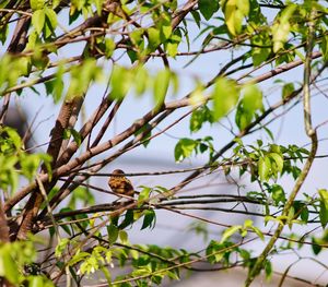 Low angle view of bird perching on tree